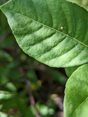 Heraclides cresphontes