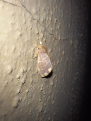 Orvasca subnotata
