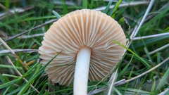 Marasmius oreades