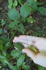 Cryptotaenia canadensis