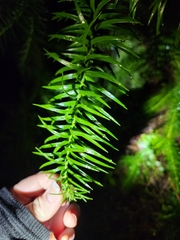 Cunninghamia lanceolata