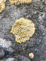 Variospora aurantia