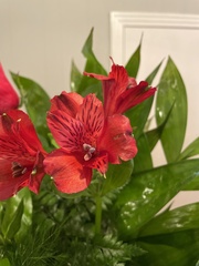 Alstroemeria