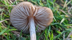 Entoloma sericeum