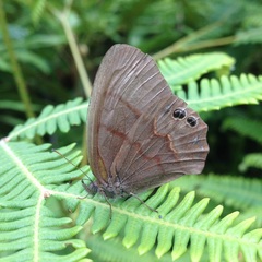 Cyllopsis suivalens suivalens