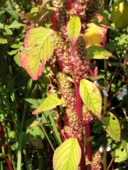 Amaranthus cruentus