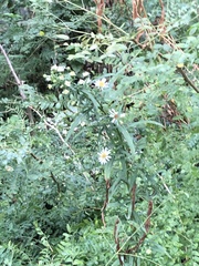 Symphyotrichum