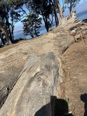 Phytophthora ramorum