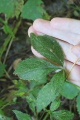 Cryptotaenia canadensis