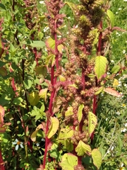 Amaranthus cruentus
