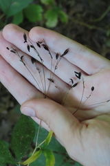 Cryptotaenia canadensis
