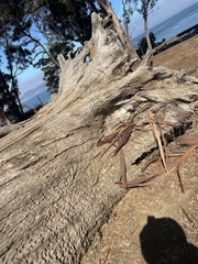 Phytophthora ramorum