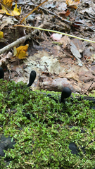 Xylaria longipes