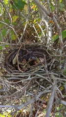 Dumetella carolinensis