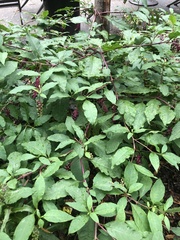 Phytolacca americana