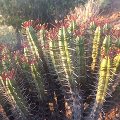 Euphorbia heptagona