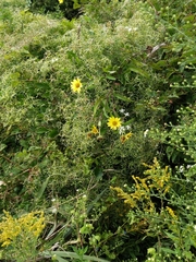 Helianthinae