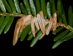 Coleotechnites apicitripunctella