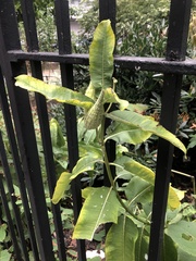 Asclepias syriaca