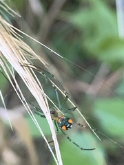 Leucauge argyrobapta