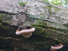 Ischnoderma benzoinum