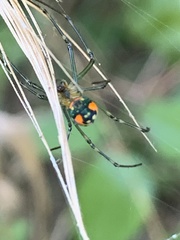 Leucauge argyrobapta