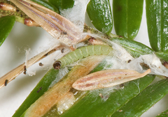 Coleotechnites apicitripunctella