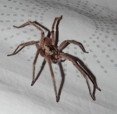 Afroneutria erythrochelis