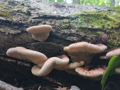 Ischnoderma benzoinum