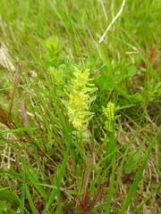 Cruciata glabra