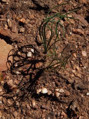 Gethyllis verticillata