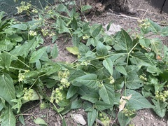 Mirabilis
