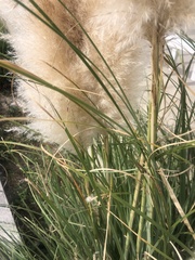 Cortaderia
