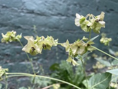 Mirabilis