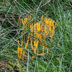 Calocera viscosa