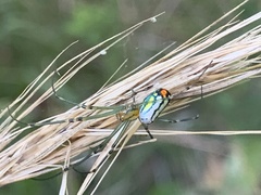 Leucauge argyrobapta