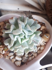Echeveria runyonii
