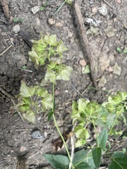 Mirabilis