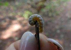 Macremphytus tarsatus