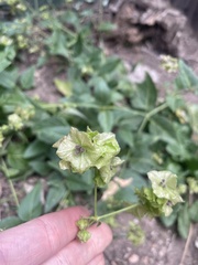 Mirabilis