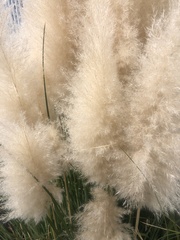 Cortaderia