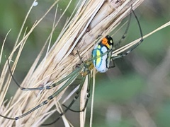 Leucauge argyrobapta