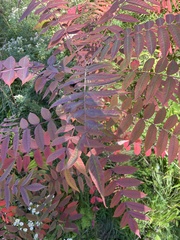 Rhus glabra