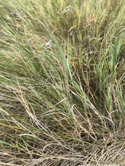 Distichlis spicata