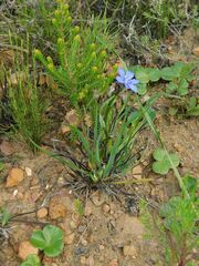 Aristea africana