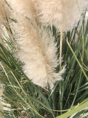 Cortaderia