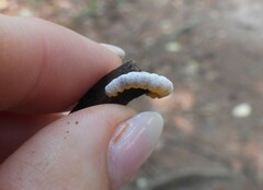 Macremphytus tarsatus