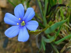 Aristea africana