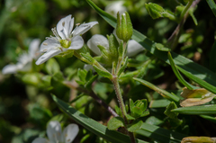 Arenaria ciliata multicaulis
