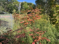Rhus glabra